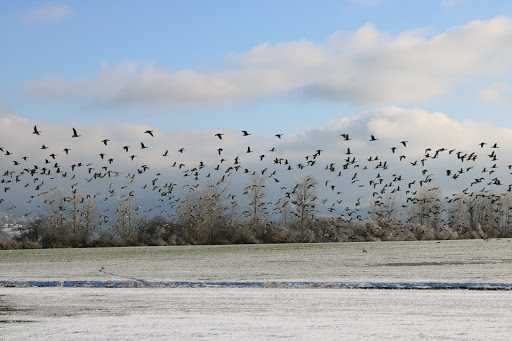 Truck Stop «Pioneer Villa Truck Plaza Inc», reviews and photos, 33180 OR-228, Halsey, OR 97348, USA