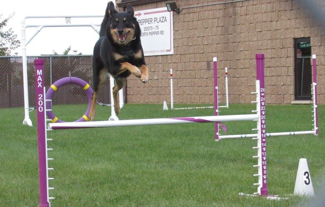 Agility Junkies