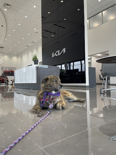 Car Dealer «Napleton KIA of Carmel», reviews and photos