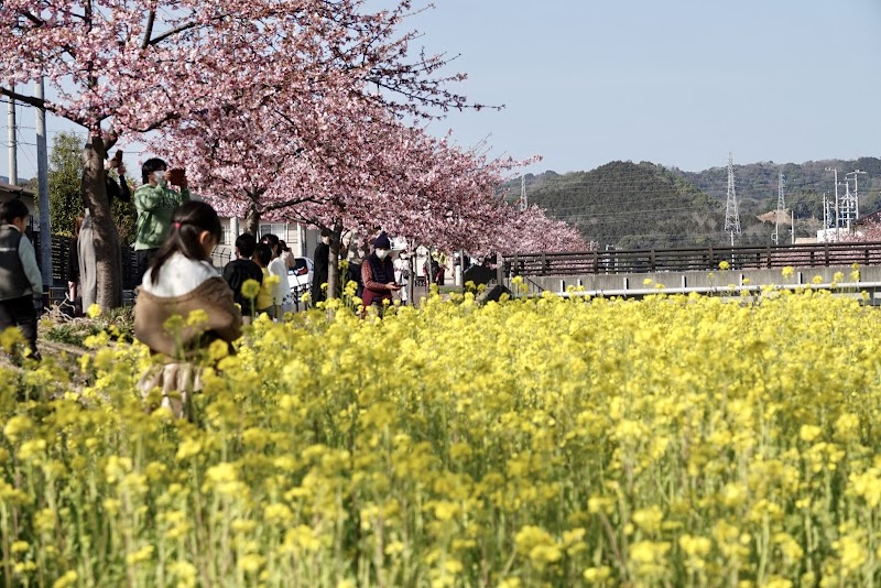 西古瀬川の河津桜並木