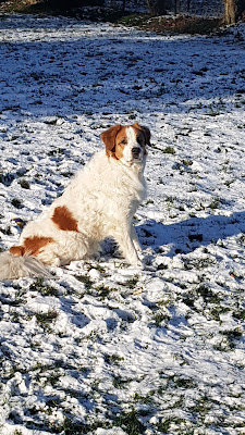Cod Canin - Praticienne bien être et éducateur canin à Bermerain