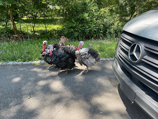 Motorcycle Dealer «Triumph Philadelphia», reviews and photos, 3901 Main St C, Philadelphia, PA 19127, USA