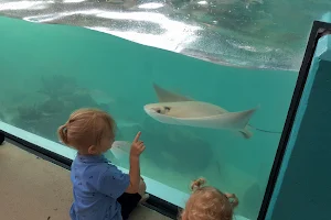 Newport Aquarium image