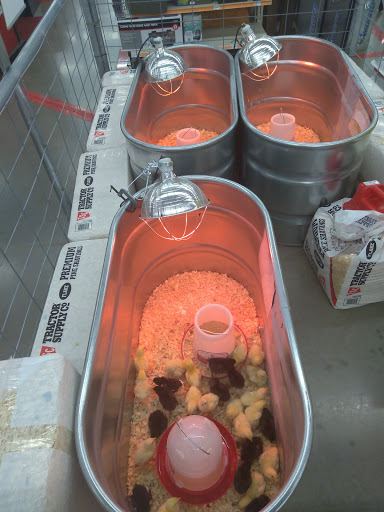 Home Improvement Store «Tractor Supply Co.», reviews and photos, 100 Tractor Ln, Gibsonia, PA 15044, USA