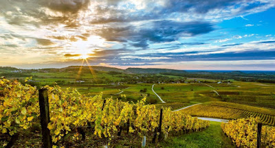 Domaine Les Monts Martin à Poligny