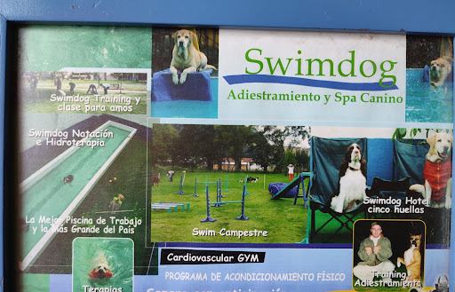 Adiestramiento Swimdog Spa Canino