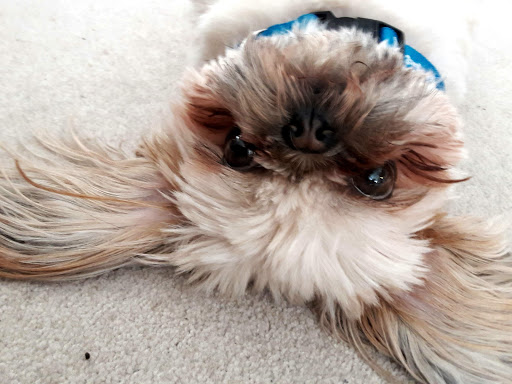 Pet Groomer «Weymouth Dog Shop», reviews and photos, 1192 Washington St, East Weymouth, MA 02189, USA