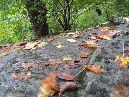 Tourist Attraction «Adventureworks Zipline Forest», reviews and photos, 4129 Whites Creek Pike, Whites Creek, TN 37189, USA