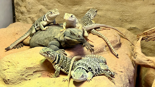 Aquarium «Georgia Aquarium», reviews and photos, 225 Baker St NW, Atlanta, GA 30313, USA