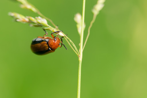 Park «Colby Lake Park», reviews and photos, 9715 Valley Creek Rd, Woodbury, MN 55125, USA