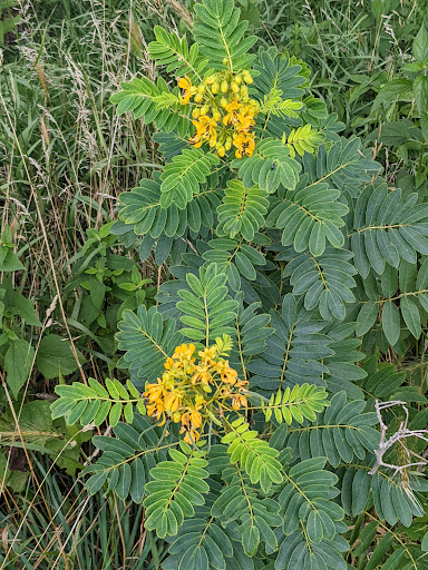 Nature Preserve «Rock Run Preserve - Black Road Access», reviews and photos, Black Rd, Joliet, IL 60431, USA