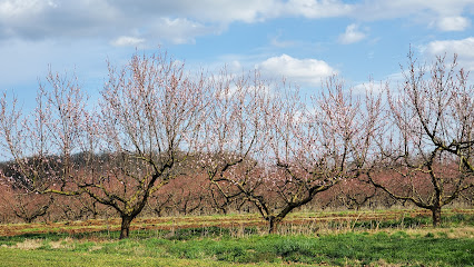 Colora Orchards