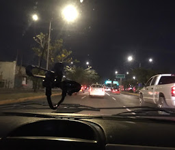 Gonzalez Gallo photo