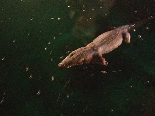 Amusement Center «Golf N Stuff», reviews and photos