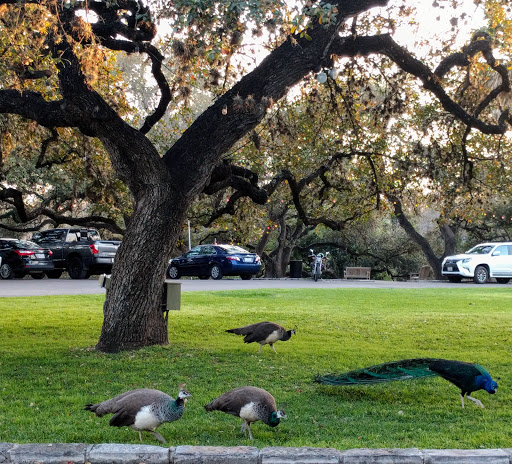 Art Museum «The Contemporary Austin», reviews and photos, 3809 W 35th St, Austin, TX 78703, USA