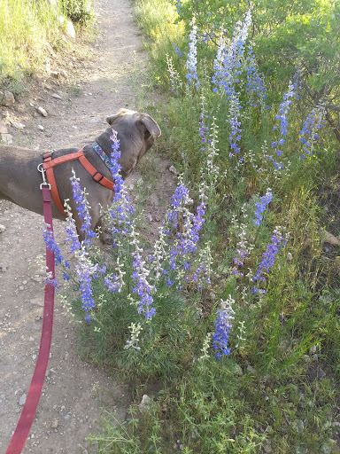 Golf Course «Mariana Butte Golf Course», reviews and photos, 701 Clubhouse Dr, Loveland, CO 80537, USA