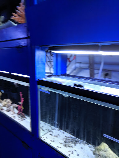 Pet Store «Aquarium Designs», reviews and photos, 15229 San Pedro Ave, San Antonio, TX 78232, USA