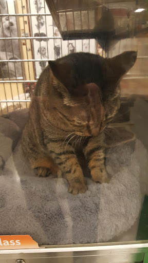 Pet Supply Store «PetSmart», reviews and photos, 7663 Arundel Mills Blvd, Hanover, MD 21076, USA