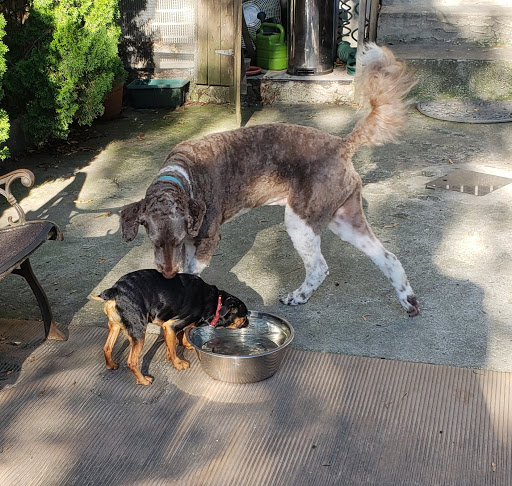 Pet Store «Rainbow Pet Supplies», reviews and photos, 3940 58th St, Woodside, NY 11377, USA