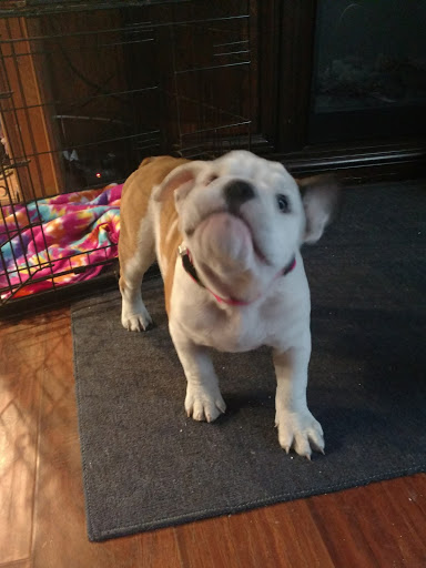 Pet Store «Liberty Agway Pet Center», reviews and photos, 11 Bon Jovi Ln, Liberty, NY 12754, USA