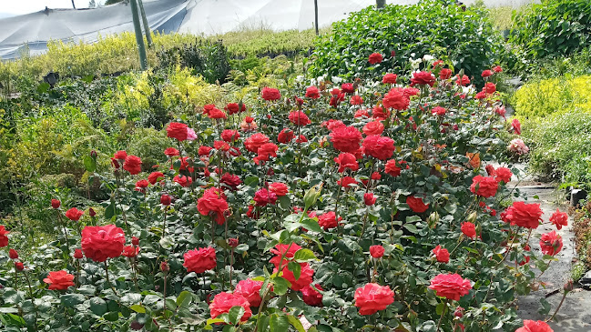 Opiniones de VIVERO PIEDRA DEL AGUILA en Angol - Centro de jardinería