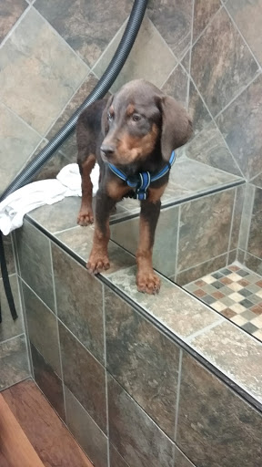 Pet Supply Store «Pet Valu», reviews and photos, 1605 E Michigan Rd, Shelbyville, IN 46176, USA