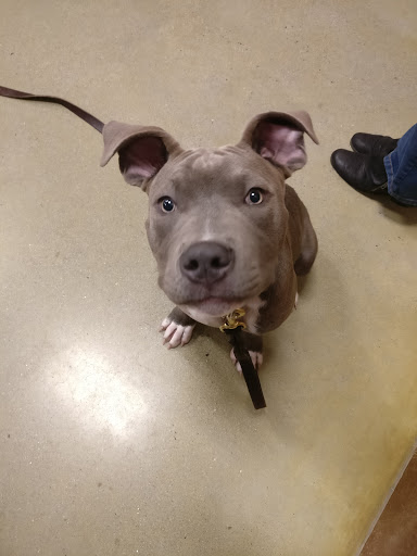 Pet Supply Store «PetSmart», reviews and photos, 160 Washington St #701, Rochester, NH 03839, USA