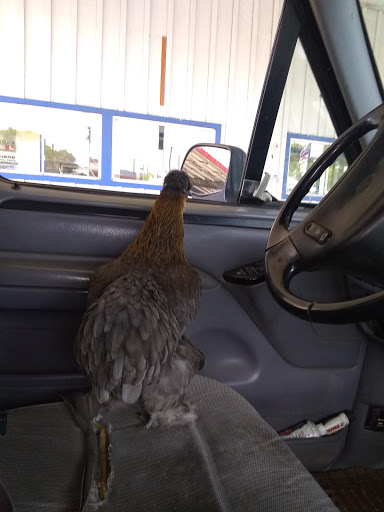 Ford Dealer «Ukiah Ford», reviews and photos, 1170 S State St, Ukiah, CA 95482, USA