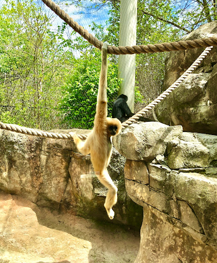 Zoo «Niabi Zoo», reviews and photos, 13010 Niabi Zoo Rd, Coal Valley, IL 61240, USA