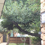 Photo n°4 de l'avis de Maria.o fait le 22/11/2022 à 21:04 sur le  Restaurante Chico Zé à Faro