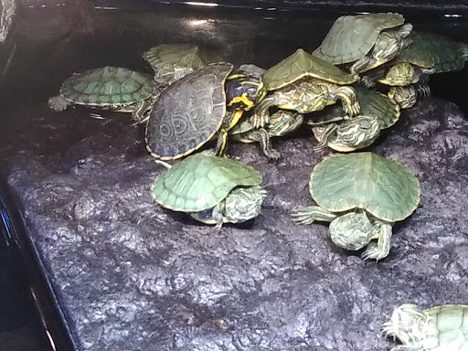 Pet Supply Store «Blue Fish Aquariums», reviews and photos, 5412 Mayfield Rd, Cleveland, OH 44124, USA