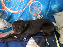 Pete & Mac's Pet Resorts - Photo 2 - Car repair in Kansas City, MO, Kansas City