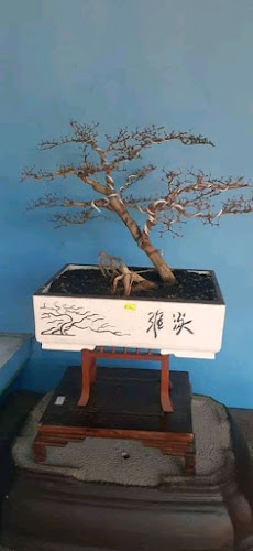 Kebon ijo art galery bonsai