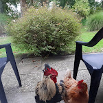 Photo n°5 de l'avis de Nadin.i fait le 26/09/2020 à 08:13 sur le  Landhaus Pfahlershof à Karolinenkoog