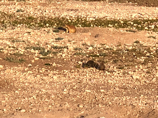 Wildlife Park «Prairie Dog Town», reviews and photos, MacKenzie Park Rd, Lubbock, TX 79401, USA