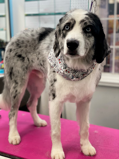 Pet Store «Canine Carousel», reviews and photos, 43135 Broadlands Center Plaza #129, Ashburn, VA 20148, USA