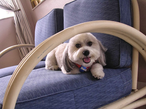 Pet Groomer «Precious Puppy Spa & Day Care», reviews and photos, 4400 N Hwy 19A, Mt Dora, FL 32757, USA