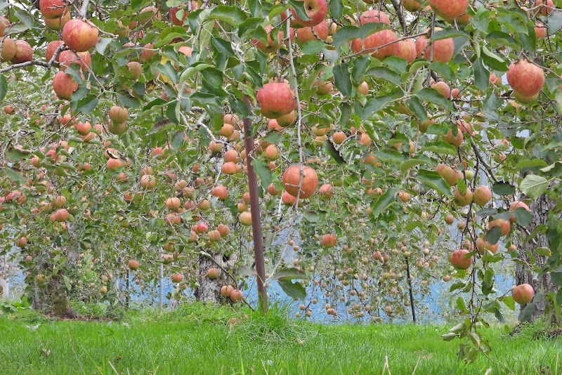 合同会社 青才りんご園 ( apple picking！ apple orchard ）