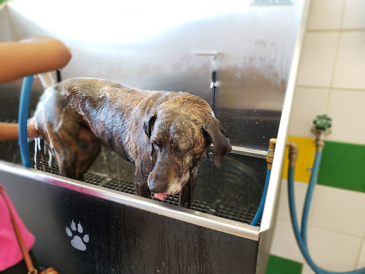 Pet Supply Store «Pet Supplies Plus», reviews and photos, 2155 Delaware Ave, Buffalo, NY 14216, USA