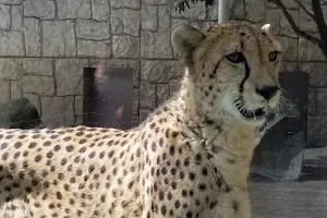 Cheetah Exhibit image