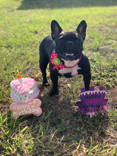 Pet Groomer «Furry Tails Pet Grooming», reviews and photos, 865 Cypress Pkwy, Poinciana, FL 34759, USA