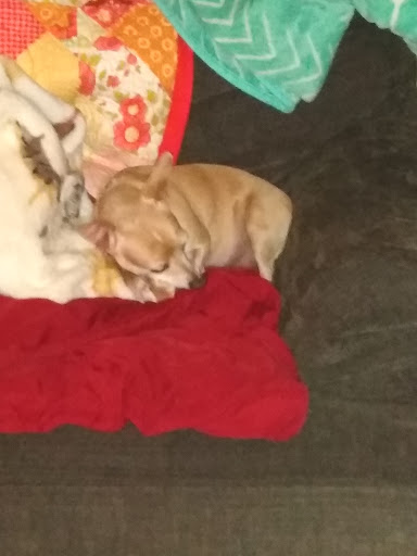 Pet Groomer «Animal House», reviews and photos, 705 Asbury Ave, Ocean City, NJ 08226, USA