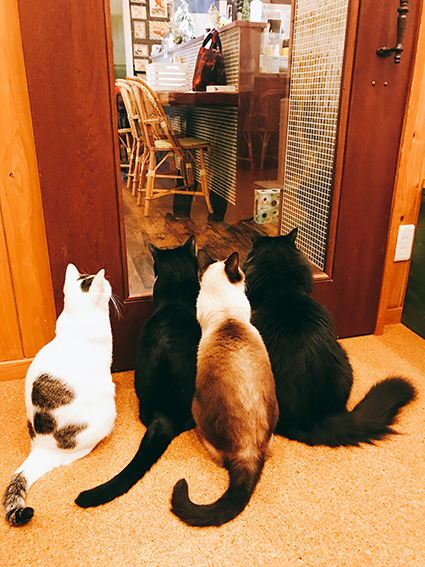 猫カフェ 五匹の猫 福岡県北九州市小倉北区片野新町 カフェ 喫茶 カフェ グルコミ