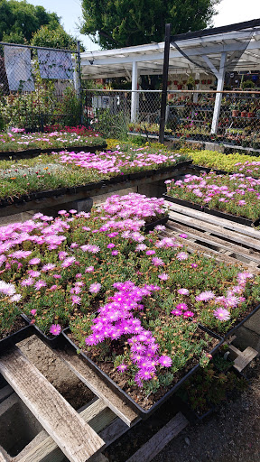 Plant Nursery «San Gabriel Nursery & Florist», reviews and photos, 632 S San Gabriel Blvd, San Gabriel, CA 91776, USA
