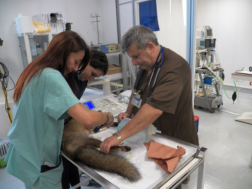 Pensioni per cani e dog hotel a Clinica Veterinaria del Benvenuto Tarricone Dr. Luciano