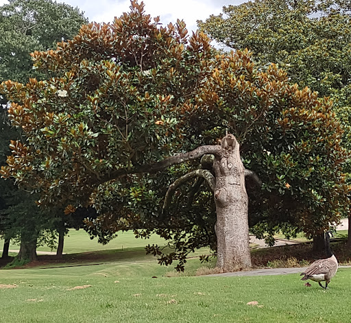 Golf Course «Chastain Park Golf Course», reviews and photos, 216 W Wieuca Rd NW, Atlanta, GA 30342, USA