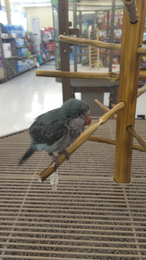 Pet Supply Store «Petco Animal Supplies», reviews and photos, 825 Brevard Rd, Asheville, NC 28806, USA