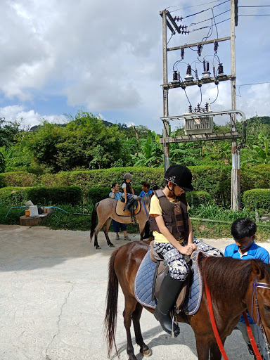 Phuket Horse Riding