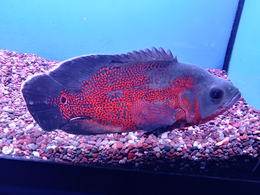 Tropical Fish Store «Tropi-Quatics Pet Center», reviews and photos, 337 S Main St, Lombard, IL 60148, USA
