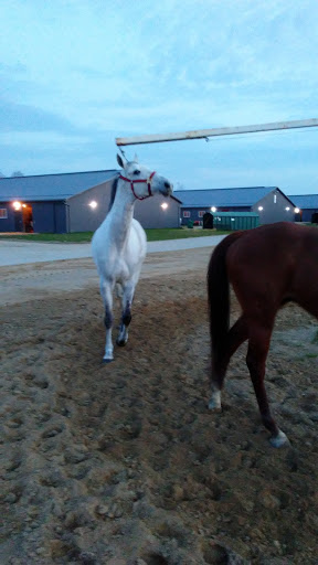 Car Racing Track «Hollywood Gaming at Mahoning Valley Race Course», reviews and photos, 655 N Canfield Niles Rd, Youngstown, OH 44515, USA